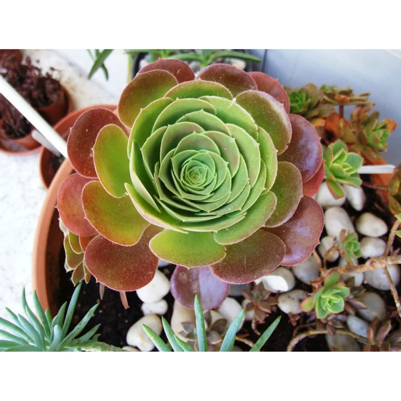 Aeonium Blushing Beauty Succulent Live Plant – 2 Inch Potted Succulent – Indoor/Outdoor Aeonium Blushing Beauty Succulent Live Plant – 2 Inch Potted Succulent – Indoor/Outdoor - Image 4