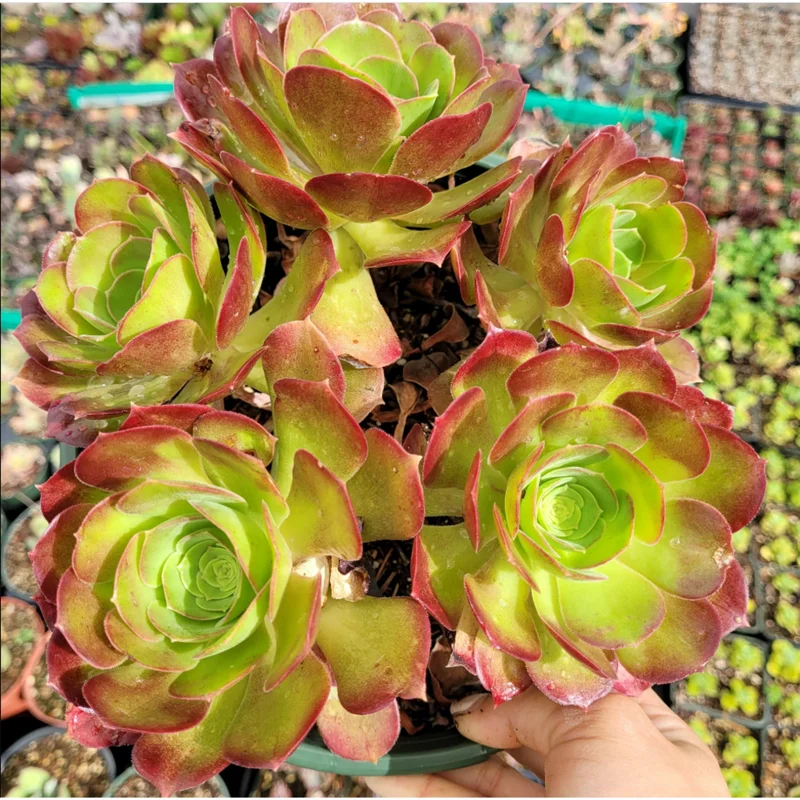 Aeonium Blushing Beauty Succulent Live Plant – 2 Inch Potted Succulent – Indoor/Outdoor Aeonium Blushing Beauty Succulent Live Plant – 2 Inch Potted Succulent – Indoor/Outdoor - Image 5