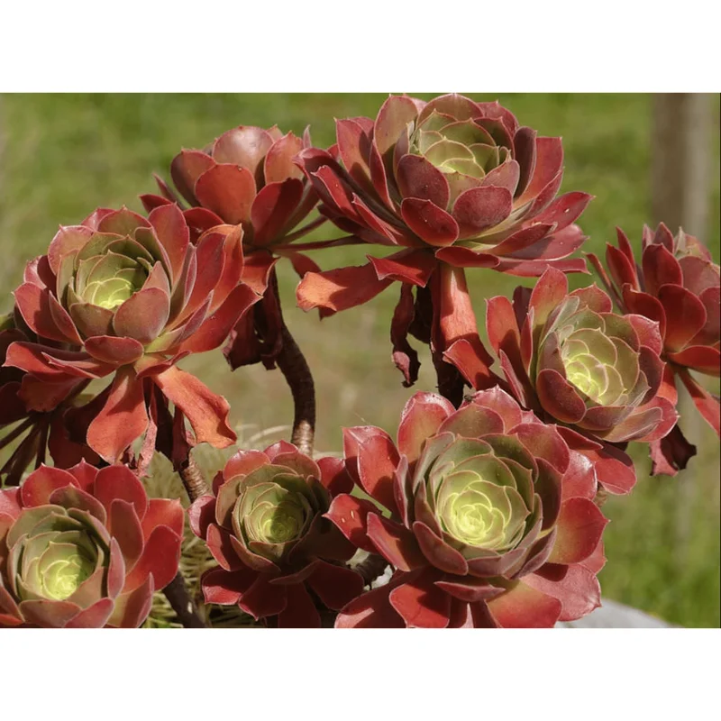 Aeonium Blushing Beauty Succulent Live Plant – 2 Inch Potted Succulent – Indoor/Outdoor Aeonium Blushing Beauty Succulent Live Plant – 2 Inch Potted Succulent – Indoor/Outdoor - Image 6