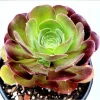 Aeonium Blushing Beauty Succulent Live Plant – 2 Inch Potted Succulent – Indoor/Outdoor Aeonium Blushing Beauty Succulent Live Plant – 2 Inch Potted Succulent – Indoor/Outdoor - Image 1
