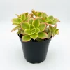 Aeonium Succulent Live Plant – Fully Rooted Houseplant – Indoor/Outdoor - Image 1