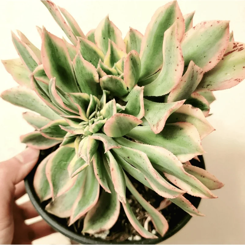Aeonium Sunburst Crest Succulent Live Plant – 2 Inch Pot – Indoor/Outdoor - Image 2