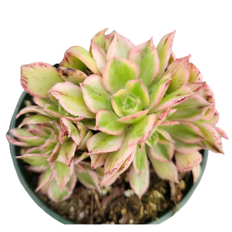 Aeonium Sunburst Crest Succulent Live Plant – 2 Inch Pot – Indoor/Outdoor - Image 1