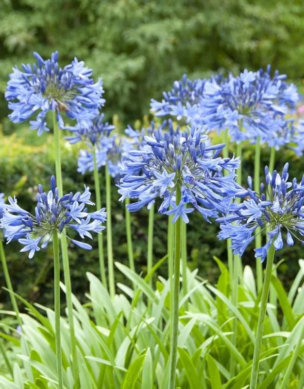 African Blue Agapanthus Live Plant – Lily of the Nile Perennial, 4–7 Inch Tall Starter, Outdoor Flower African Blue Agapanthus Live Plant – Lily of the Nile Perennial, 4–7 Inch Tall Starter, Outdoor Flower - Image 2