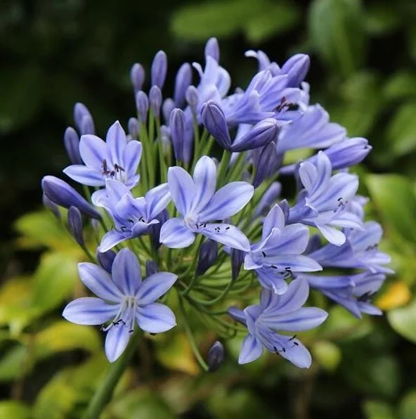 African Blue Agapanthus Live Plant – Lily of the Nile Perennial, 4–7 Inch Tall Starter, Outdoor Flower African Blue Agapanthus Live Plant – Lily of the Nile Perennial, 4–7 Inch Tall Starter, Outdoor Flower - Image 3
