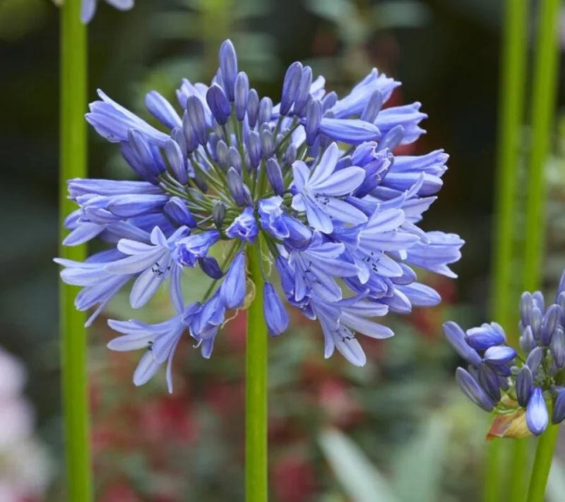 African Blue Agapanthus Live Plant – Lily of the Nile Perennial, 4–7 Inch Tall Starter, Outdoor Flower African Blue Agapanthus Live Plant – Lily of the Nile Perennial, 4–7 Inch Tall Starter, Outdoor Flower - Image 4