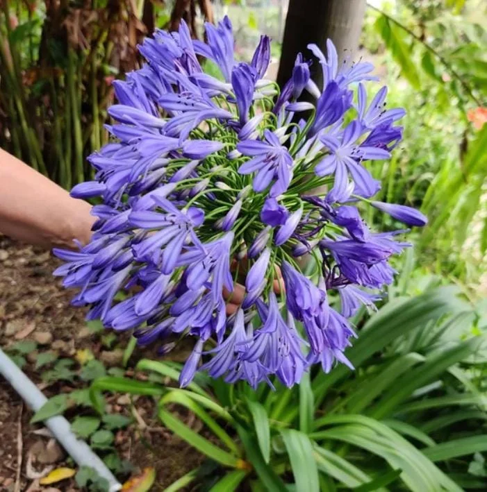 African Blue Agapanthus Live Plant – Lily of the Nile Perennial, 4–7 Inch Tall Starter, Outdoor Flower African Blue Agapanthus Live Plant – Lily of the Nile Perennial, 4–7 Inch Tall Starter, Outdoor Flower - Image 5