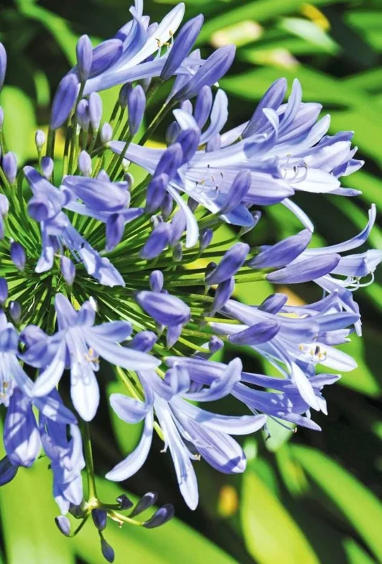 African Blue Agapanthus Live Plant – Lily of the Nile Perennial, 4–7 Inch Tall Starter, Outdoor Flower African Blue Agapanthus Live Plant – Lily of the Nile Perennial, 4–7 Inch Tall Starter, Outdoor Flower - Image 6