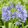African Blue Agapanthus Live Plant – Lily of the Nile Perennial, 4–7 Inch Tall Starter, Outdoor Flower - Image 1