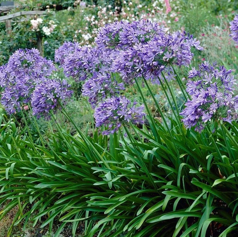 African Blue Agapanthus Live Plant – Lily of the Nile Perennial, 4–7 Inch Tall Starter, Outdoor Flower African Blue Agapanthus Live Plant – Lily of the Nile Perennial, 4–7 Inch Tall Starter, Outdoor Flower - Image 7