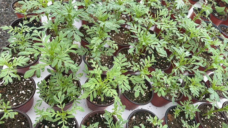 African Marigold Crackerjack Live Plants - 3-Pack, 4-6 Inch Tall, Outdoor Garden Flowers African Marigold Crackerjack Live Plants - 3-Pack, 4-6 Inch Tall, Outdoor Garden Flowers - Image 10