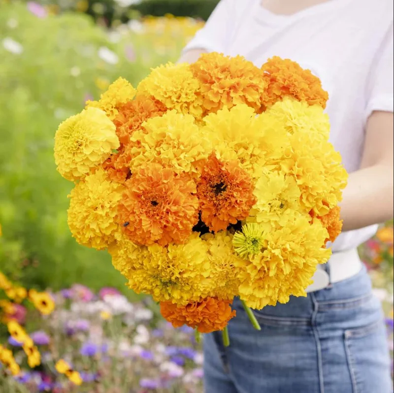 African Marigold Crackerjack Live Plants - 3-Pack, 4-6 Inch Tall, Outdoor Garden Flowers African Marigold Crackerjack Live Plants - 3-Pack, 4-6 Inch Tall, Outdoor Garden Flowers - Image 2