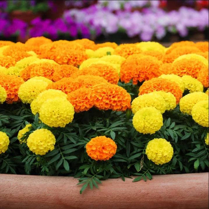 African Marigold Crackerjack Live Plants - 3-Pack, 4-6 Inch Tall, Outdoor Garden Flowers African Marigold Crackerjack Live Plants - 3-Pack, 4-6 Inch Tall, Outdoor Garden Flowers - Image 3