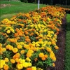 African Marigold Crackerjack Live Plants - 3-Pack, 4-6 Inch Tall, Outdoor Garden Flowers - Image 1