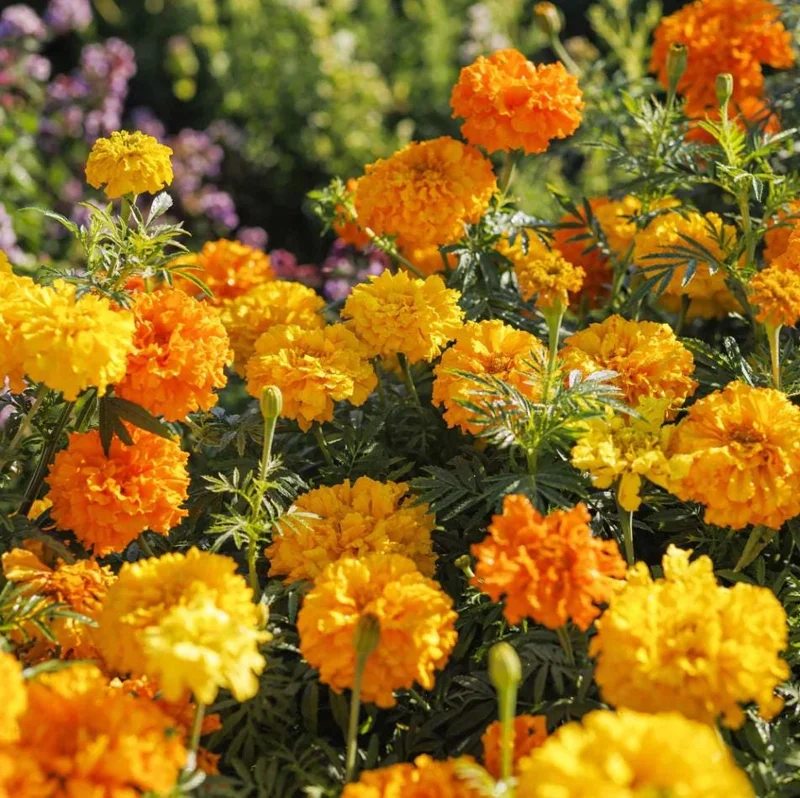 African Marigold Crackerjack Live Plants - 3-Pack, 4-6 Inch Tall, Outdoor Garden Flowers African Marigold Crackerjack Live Plants - 3-Pack, 4-6 Inch Tall, Outdoor Garden Flowers - Image 4