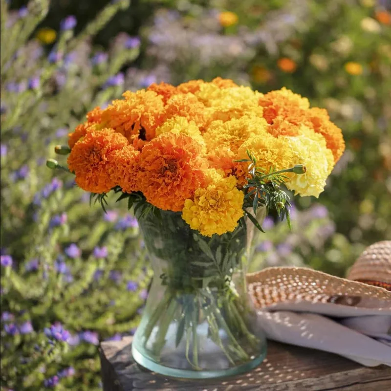 African Marigold Crackerjack Live Plants - 3-Pack, 4-6 Inch Tall, Outdoor Garden Flowers African Marigold Crackerjack Live Plants - 3-Pack, 4-6 Inch Tall, Outdoor Garden Flowers - Image 5