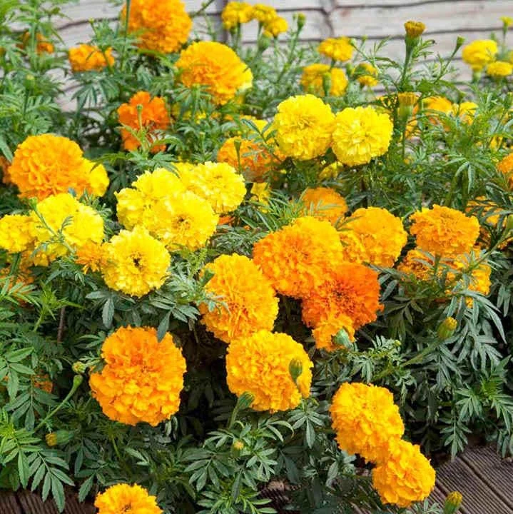 African Marigold Crackerjack Live Plants - 3-Pack, 4-6 Inch Tall, Outdoor Garden Flowers African Marigold Crackerjack Live Plants - 3-Pack, 4-6 Inch Tall, Outdoor Garden Flowers - Image 6