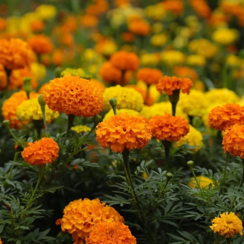 African Marigold Crackerjack Live Plants - 3-Pack, 4-6 Inch Tall, Outdoor Garden Flowers African Marigold Crackerjack Live Plants - 3-Pack, 4-6 Inch Tall, Outdoor Garden Flowers - Image 7