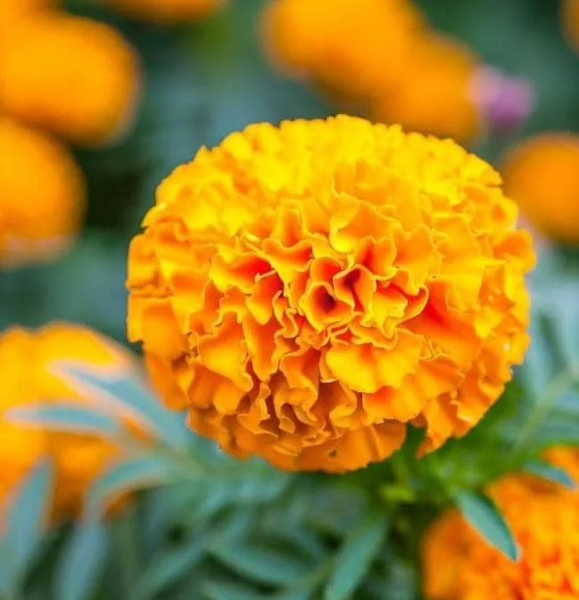 African Marigold Crackerjack Live Plants - 3-Pack, 4-6 Inch Tall, Outdoor Garden Flowers African Marigold Crackerjack Live Plants - 3-Pack, 4-6 Inch Tall, Outdoor Garden Flowers - Image 8