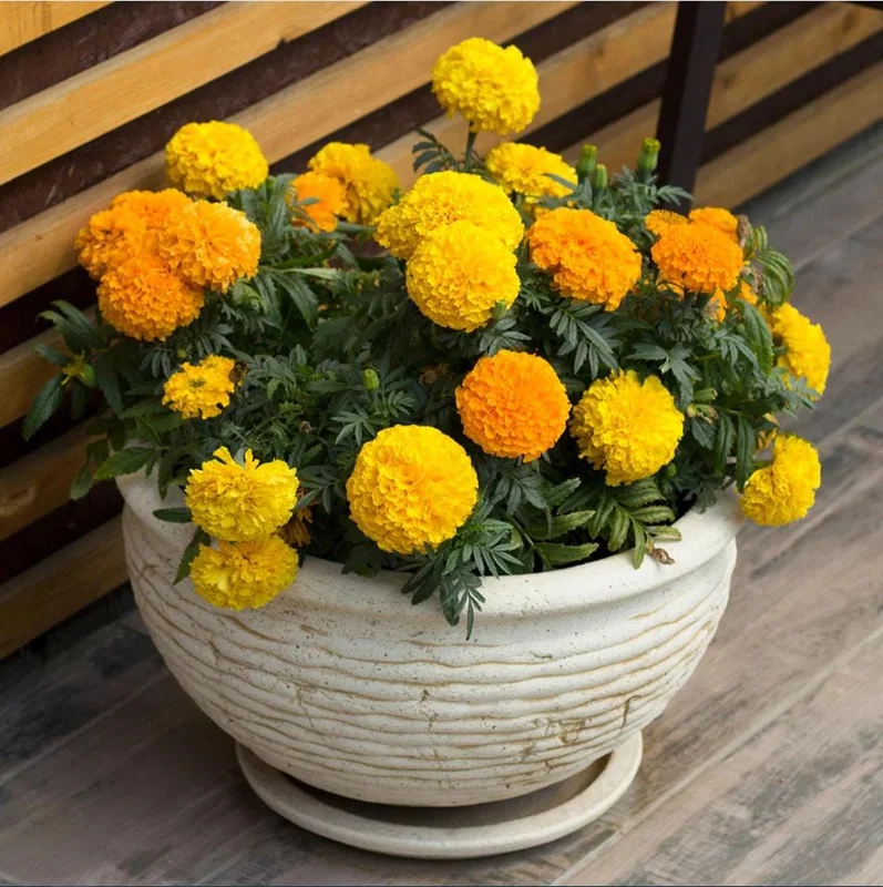 African Marigold Crackerjack Live Plants - 3-Pack, 4-6 Inch Tall, Outdoor Garden Flowers African Marigold Crackerjack Live Plants - 3-Pack, 4-6 Inch Tall, Outdoor Garden Flowers - Image 9