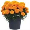 African Marigold Orange Live Plants – 3-5 Inch Tall, 3 Plants per Pot, Garden Ready African Marigold Orange Live Plants – 3-5 Inch Tall, 3 Plants per Pot, Garden Ready - Image 1
