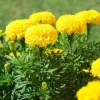 African Marigold Yellow Live Plant – Garden Ready, 5 to 8 Inch Tall - Image 1