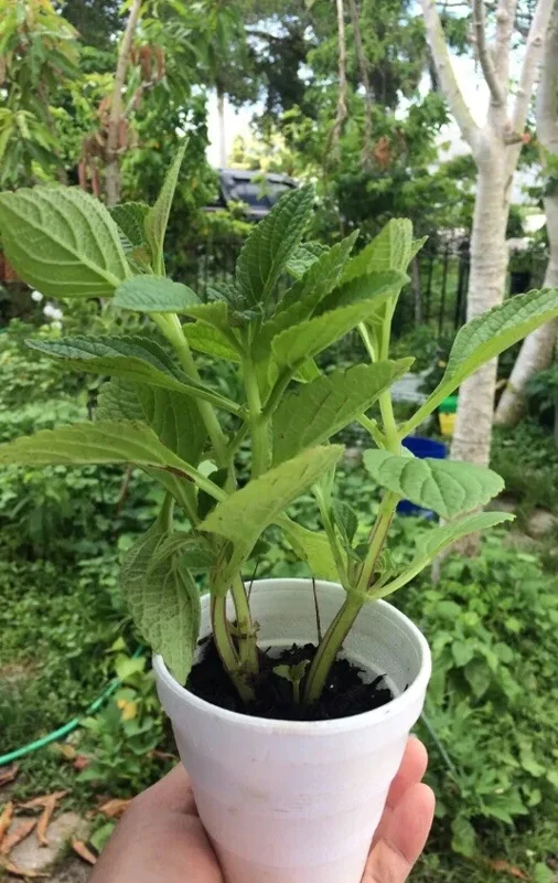 African Potato Mint Live Plant - 3 Organic Plants, 5-8 inches Tall, Edible Herb - Image 2