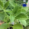 African Potato Mint Live Plant - 3 Organic Plants, 5-8 inches Tall, Edible Herb - Image 1