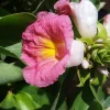 African Princess Ginger Live Plant – 4-8” Tall Starter – Exotic Pink Tropical Flower for Garden & Patio - Image 1