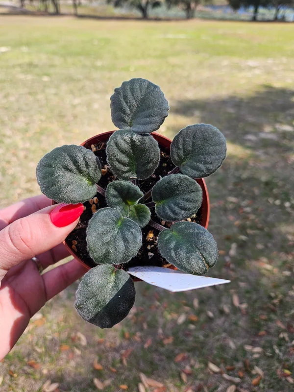 African Violet Buckeye Cranberry Sparkler Live Plant – 4 Inch Pot – Indoor - Image 2