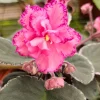 African Violet Buckeye Cranberry Sparkler Live Plant – 4 Inch Pot – Indoor - Image 1