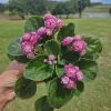 African Violet Live Plant - 4 Inch Pot - Currently Blooming Rosette Houseplant - Image 1