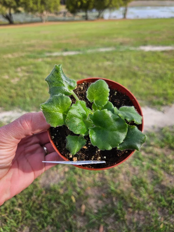 African Violet Live Plant 4 Inch Pot Harmony's Dancing Fool Indoor Houseplant - Image 2
