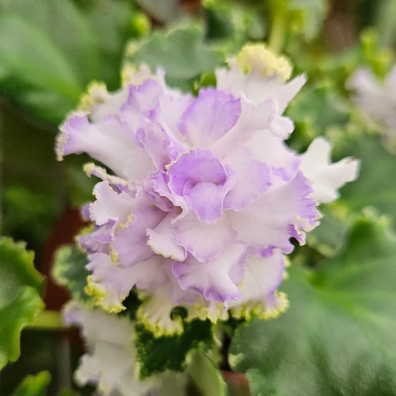 African Violet Live Plant 4 Inch Pot Harmony's Dancing Fool Indoor Houseplant - Image 1