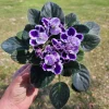 African Violet Live Plant - 4 Inch Pot - Purple Blush - Indoor Houseplant - Image 1