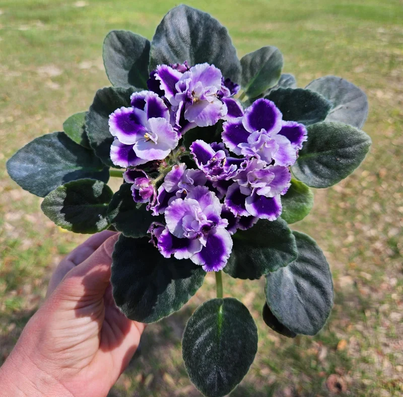 African Violet Live Plant - 4 Inch Pot - Purple Blush - Indoor Houseplant - Image 1