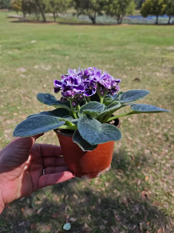 African Violet Live Plant - 4 Inch Pot - Purple Blush - Indoor Houseplant - Image 2