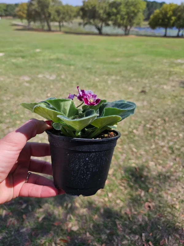 African Violet Live Plant 4 Inch Pot - Red Blush Flowering Houseplant Indoor - Image 2