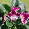 African Violet Live Plant 4 Inch Pot - Red Blush Flowering Houseplant Indoor - Image 1