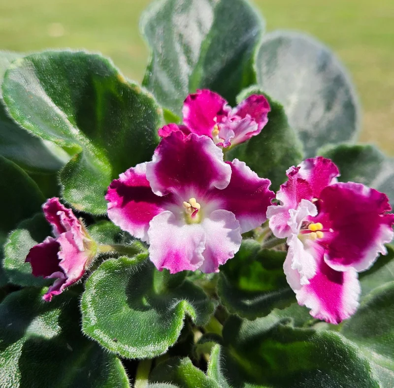 African Violet Live Plant 4 Inch Pot - Red Blush Flowering Houseplant Indoor - Image 1