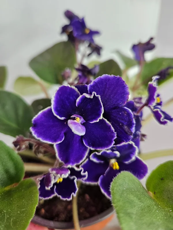 African Violet Live Plant 4.5 Inch Pot - Flowering Saintpaulia Houseplant - Image 2