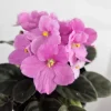 African Violet Live Plant 4.5 Inch Pot - Flowering Saintpaulia Houseplant - Image 1