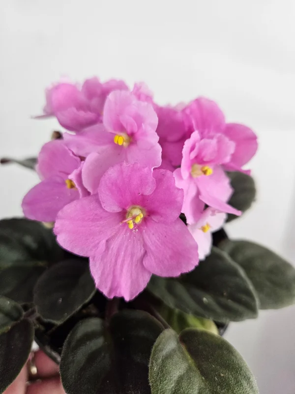 African Violet Live Plant 4.5 Inch Pot - Flowering Saintpaulia Houseplant - Image 1