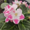 African Violet Live Plant Anika, Hot Pink & White, 4 Inch Pot, Indoor - Image 1