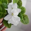 African Violet Live Plant - Blooming 4.5 Inch Pot - Indoor Houseplant African Violet Live Plant - Blooming 4.5 Inch Pot - Indoor Houseplant - Image 1