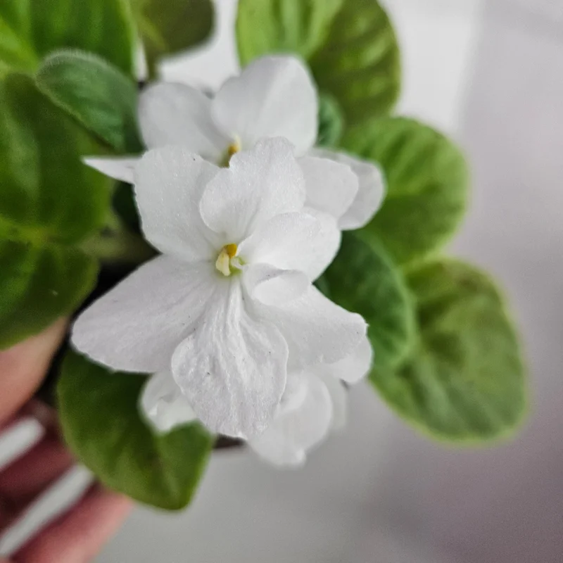 African Violet Live Plant - Blooming 4.5 Inch Pot - Indoor Houseplant African Violet Live Plant - Blooming 4.5 Inch Pot - Indoor Houseplant - Image 1