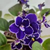 African Violet Live Plant - Blooming Potted Houseplant, 4.5 Inch Pot - Image 1
