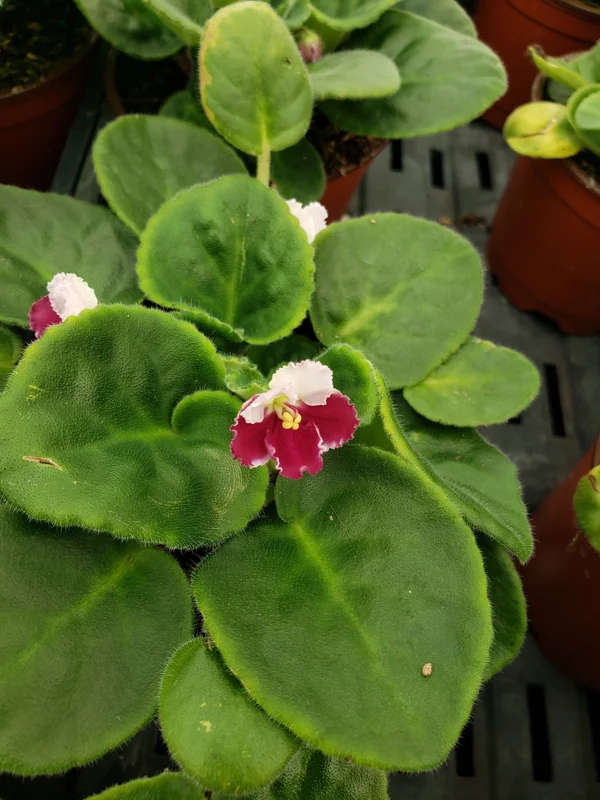 African Violet Live Plant - Blooming Red & White Flowers, 4 Inch Pot, Indoor - Image 2