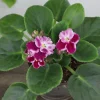 African Violet Live Plant - Blooming Red & White Flowers, 4 Inch Pot, Indoor - Image 1