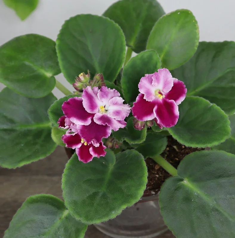 African Violet Live Plant - Blooming Red & White Flowers, 4 Inch Pot, Indoor - Image 1